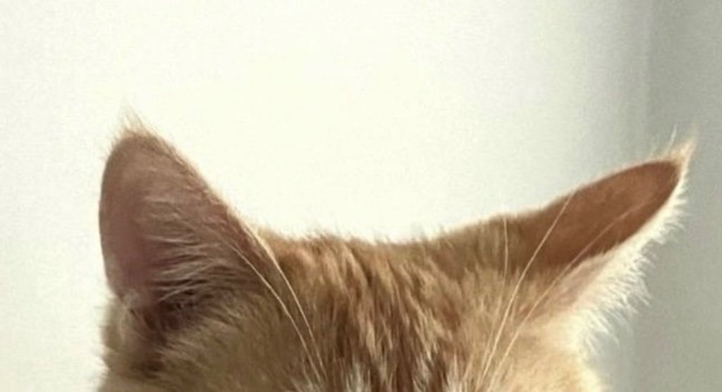 Kaimeliaascats's tweet photo. #kaimeliaascats https://t.co/dsEaTBN49R