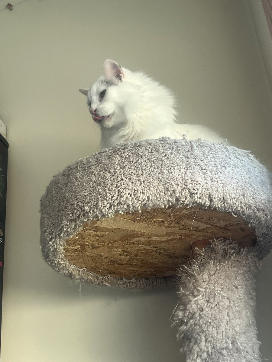 A Cat Named Bitches tweet media