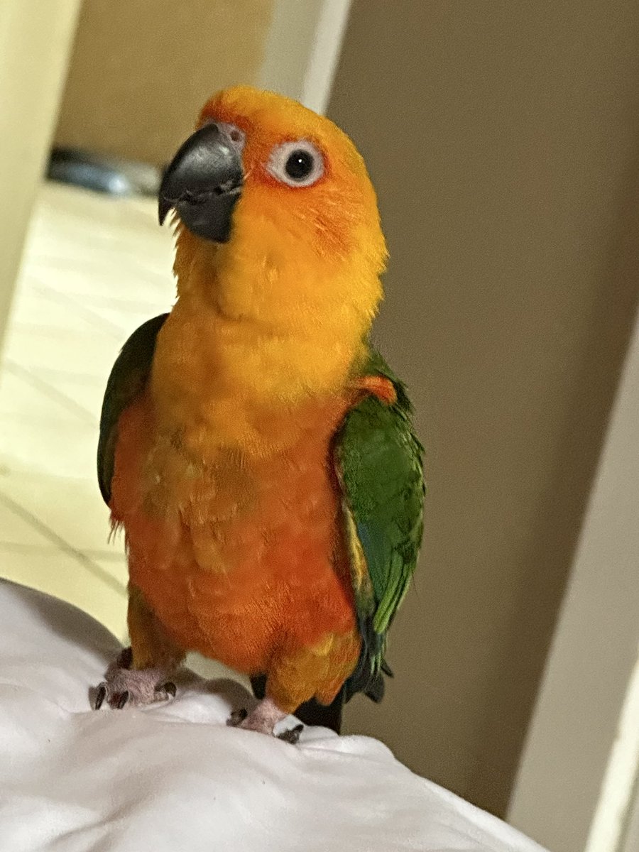 What’s the appropriate grieving period for a little companion who sat on your shoulder all day, every day, for 12 years?