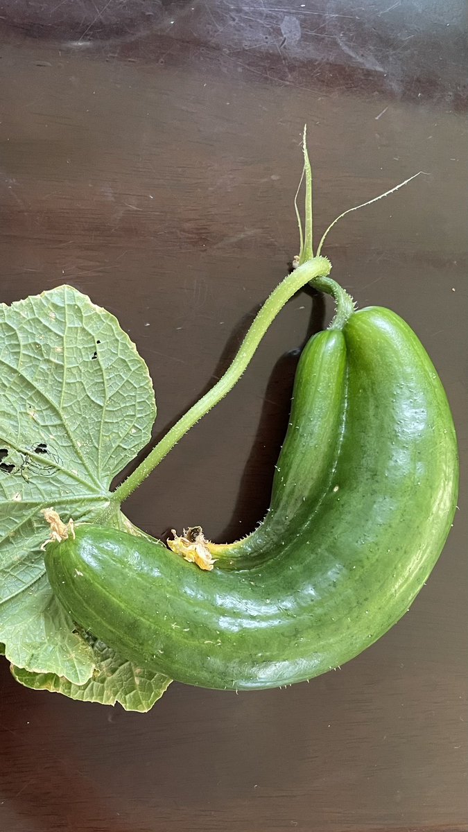 変なきゅうりー！