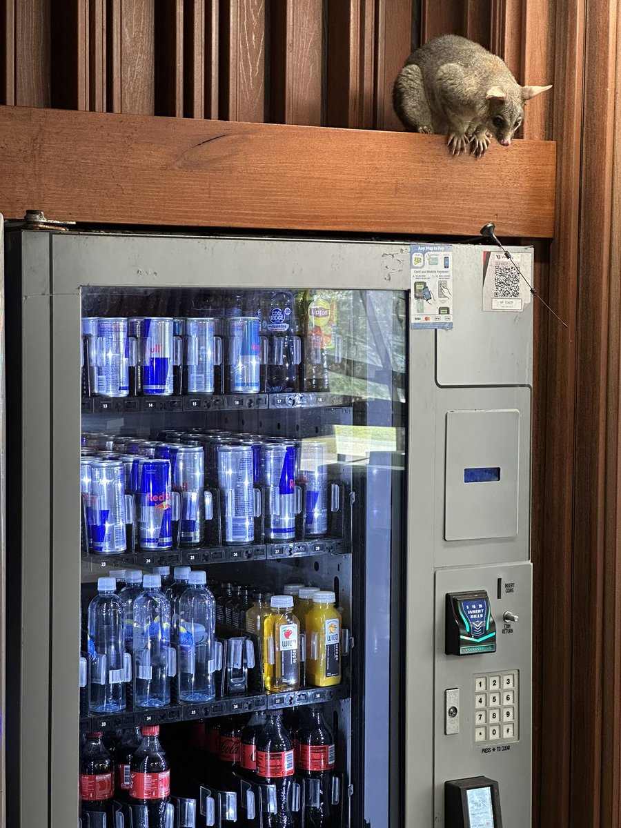 Ajay Pandey (@drajaykpandey) on Twitter photo The vending machine payment instructions are not very user friendly….
…Possum wondering how to crack the higher order mammalian code to get itself an energy drink <a href="/Griffith_Uni/">Griffith University</a> #NaturePhotography #Marsupials #RedBull The vending machine payment instructions are not very user friendly….
…Possum wondering how to crack the higher order mammalian code to get itself an energy drink <a href="/Griffith_Uni/">Griffith University</a> #NaturePhotography #Marsupials #RedBull