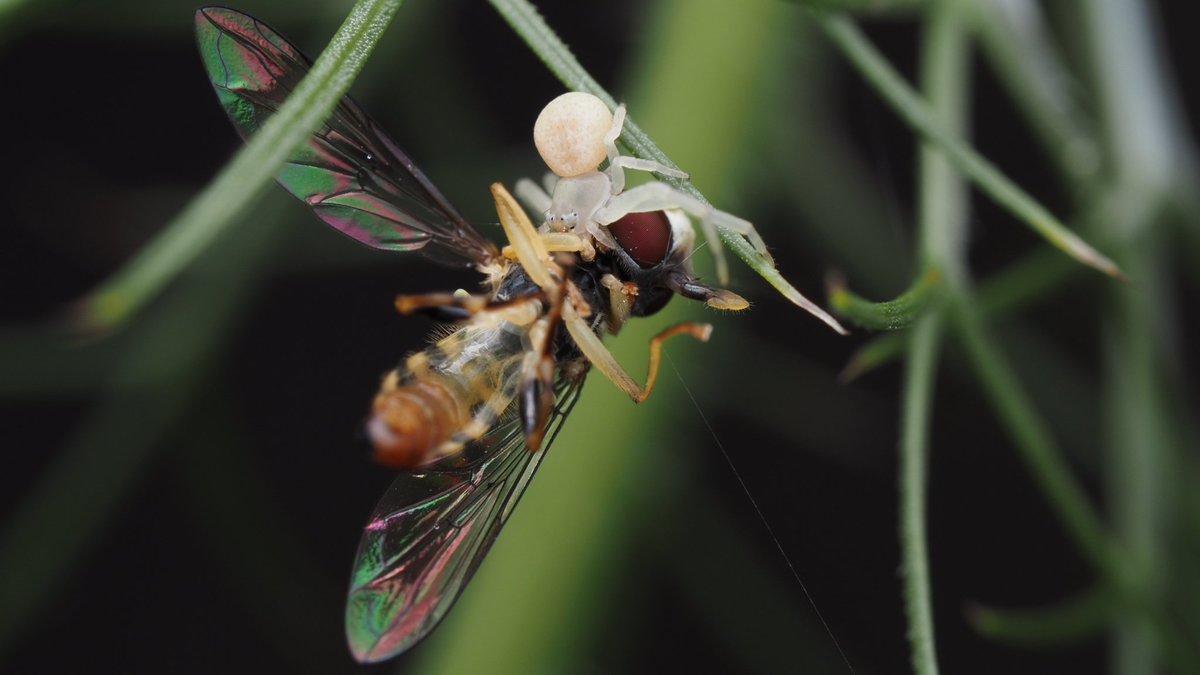 BugzRCool's tweet image. Small crab spider with a large snack.