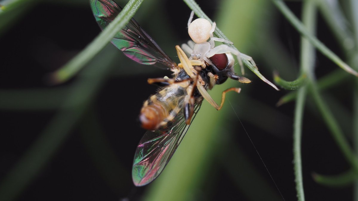 BugzRCool's tweet image. Small crab spider with a large snack.
