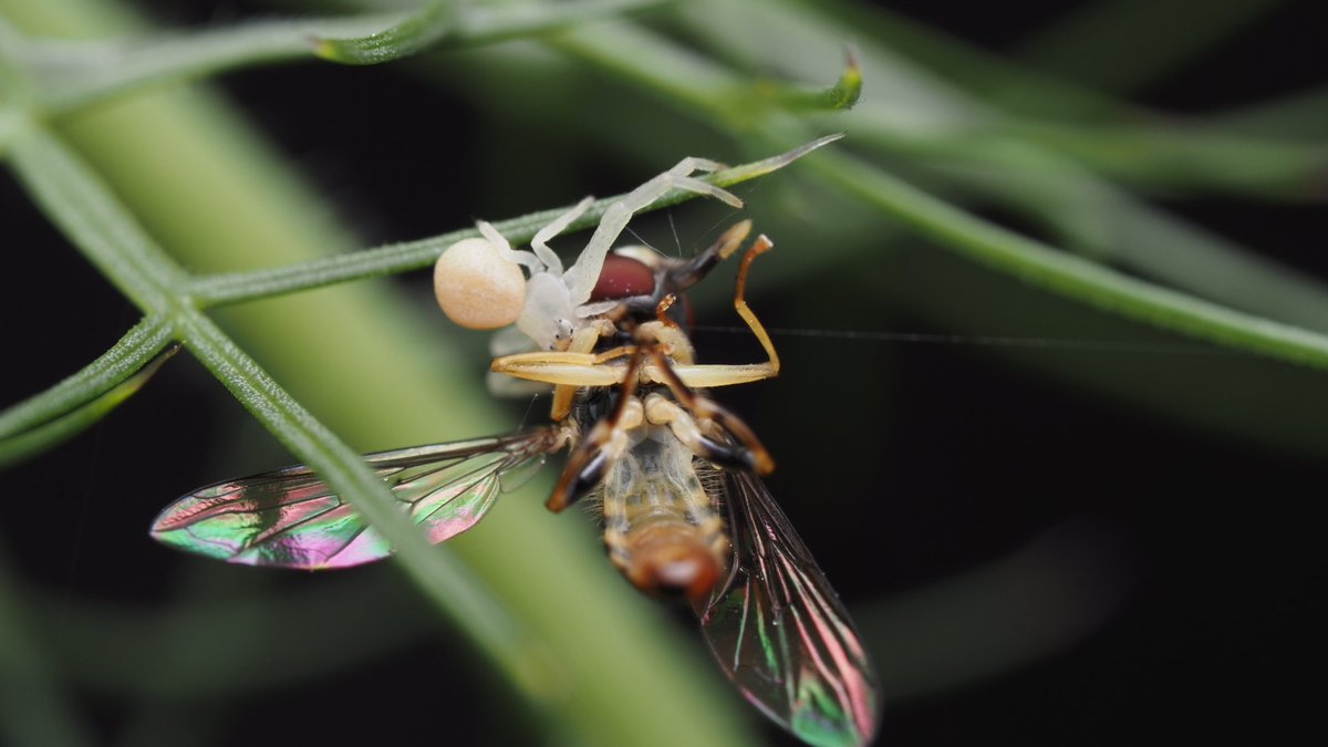 BugzRCool's tweet image. Small crab spider with a large snack.
