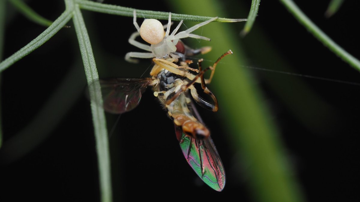 BugzRCool's tweet image. Small crab spider with a large snack.