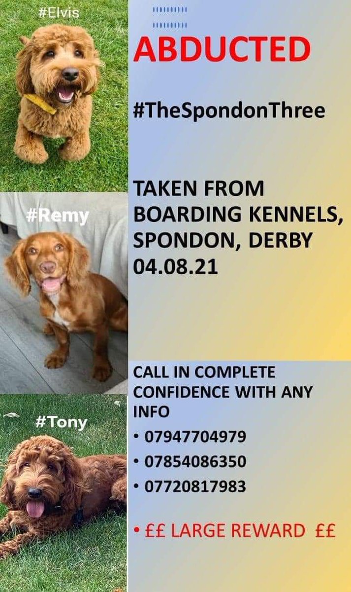 MissingPetsGB's tweet photo. 8-9pm tonight is #stolendoghour
Please join us to help stolen dogs like the #Spondon3
THREE YEARS MISSING TODAY
3 families were torn apart three years ago today π
Hearts were shattered
These three are still #missing
#Abducted #Stolen from KENNELS #Derby #Spondon3 π https://t.co/BZ17xLuaxG