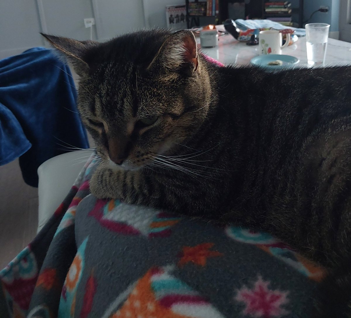 someone pick me up. i have been mis treated. call aspca. momy clip my nails even tho i squeak to tell her NO