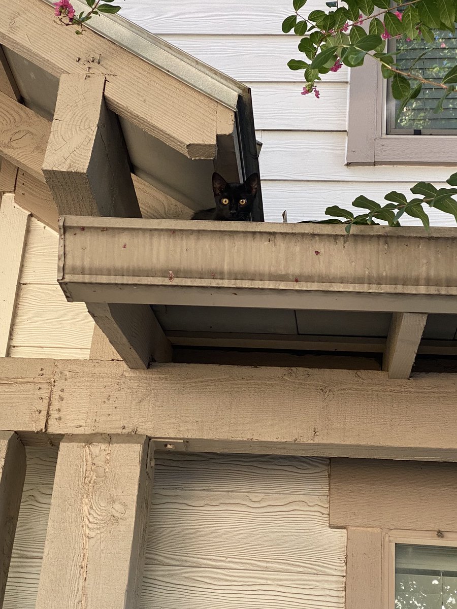_vamplexii's tweet photo. cute little kittys at work https://t.co/EjukCmkwXQ