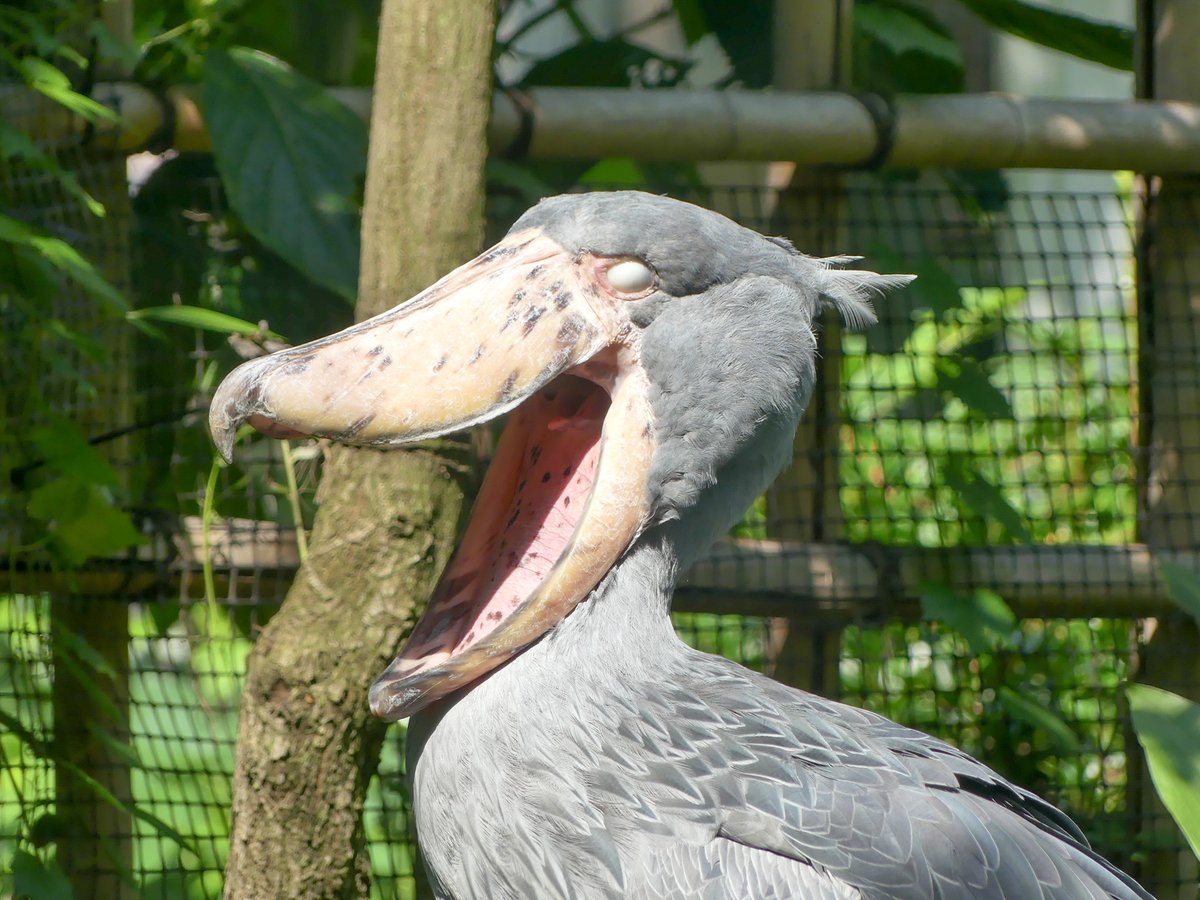 今日はもう一ネタ。 ちょっと前の上野動物園さんの投稿より