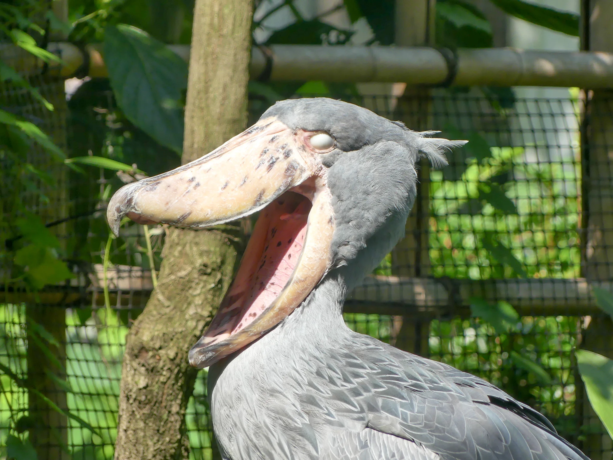 上野動物園［公式］ on X: 