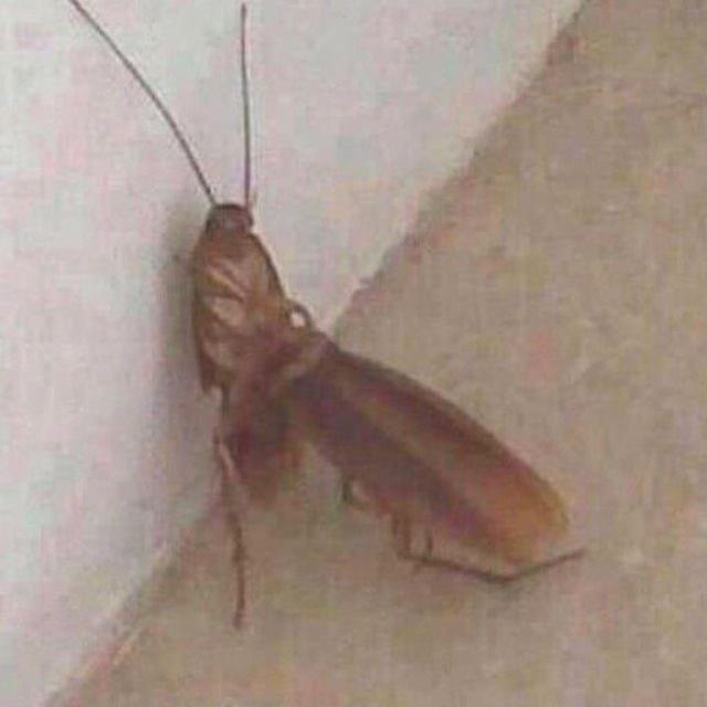 PersonaFly tweet media