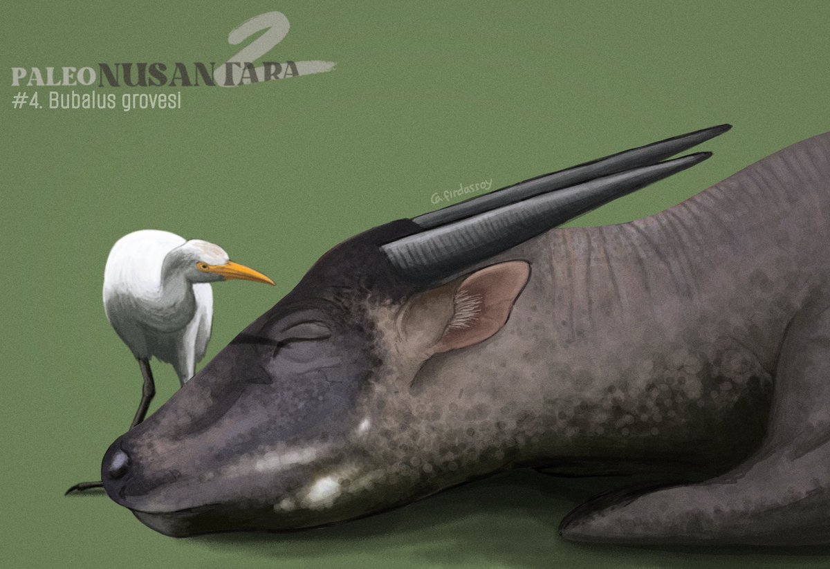 Second entry for #Paleonusantara2,
Please welcome to Bubalus grovesi!! 
#paleonusantara #paleoart #paleoillustration #paleontology #artwork
