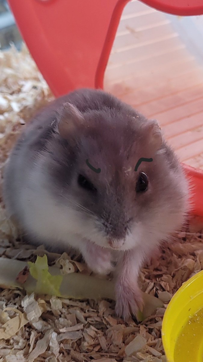 Fluffy The Hamster tweet media