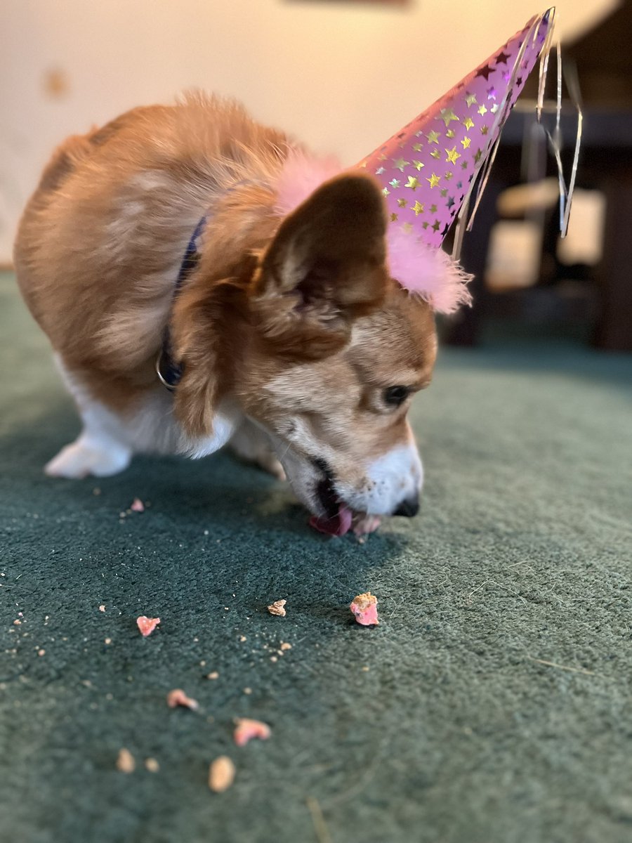 corgicrazytime's tweet image. Today is Miss Matilda’s birthday! She spent the day being spoiled, going on a nature walk, eating BDay cookies and basking on the front porch barking at passersby’s  #Corgi #WelshCorgi #Birthdaygirl