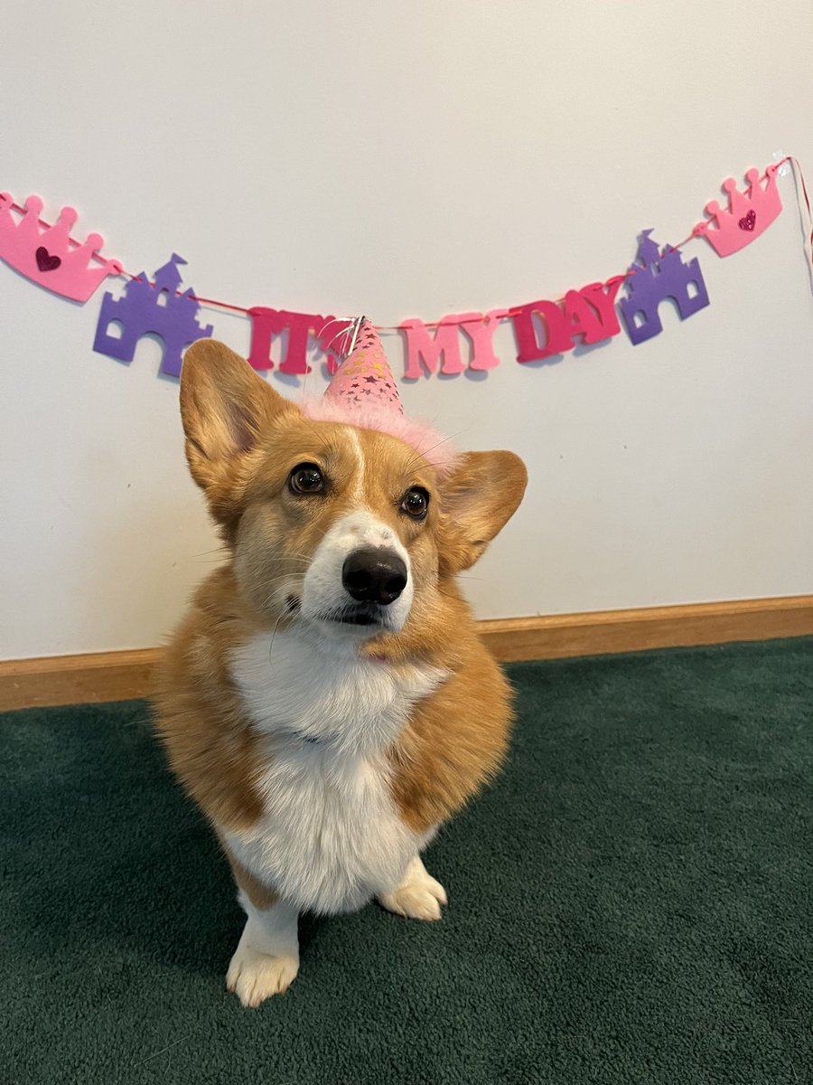 corgicrazytime's tweet image. Today is Miss Matilda’s birthday! She spent the day being spoiled, going on a nature walk, eating BDay cookies and basking on the front porch barking at passersby’s  #Corgi #WelshCorgi #Birthdaygirl