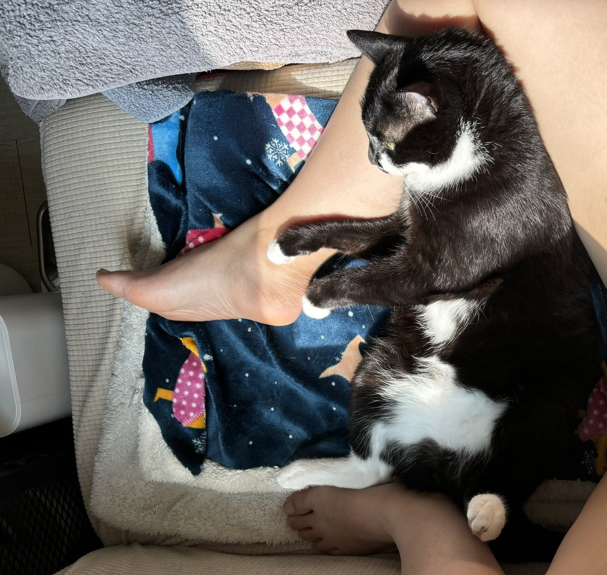 펀치가 집에서 처음으로 배까고 누운날 🖤
이순간을 기다려왔다우