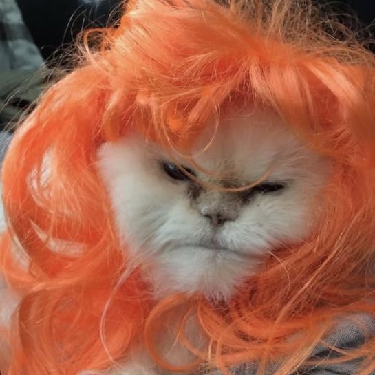 dream as cats tweet media