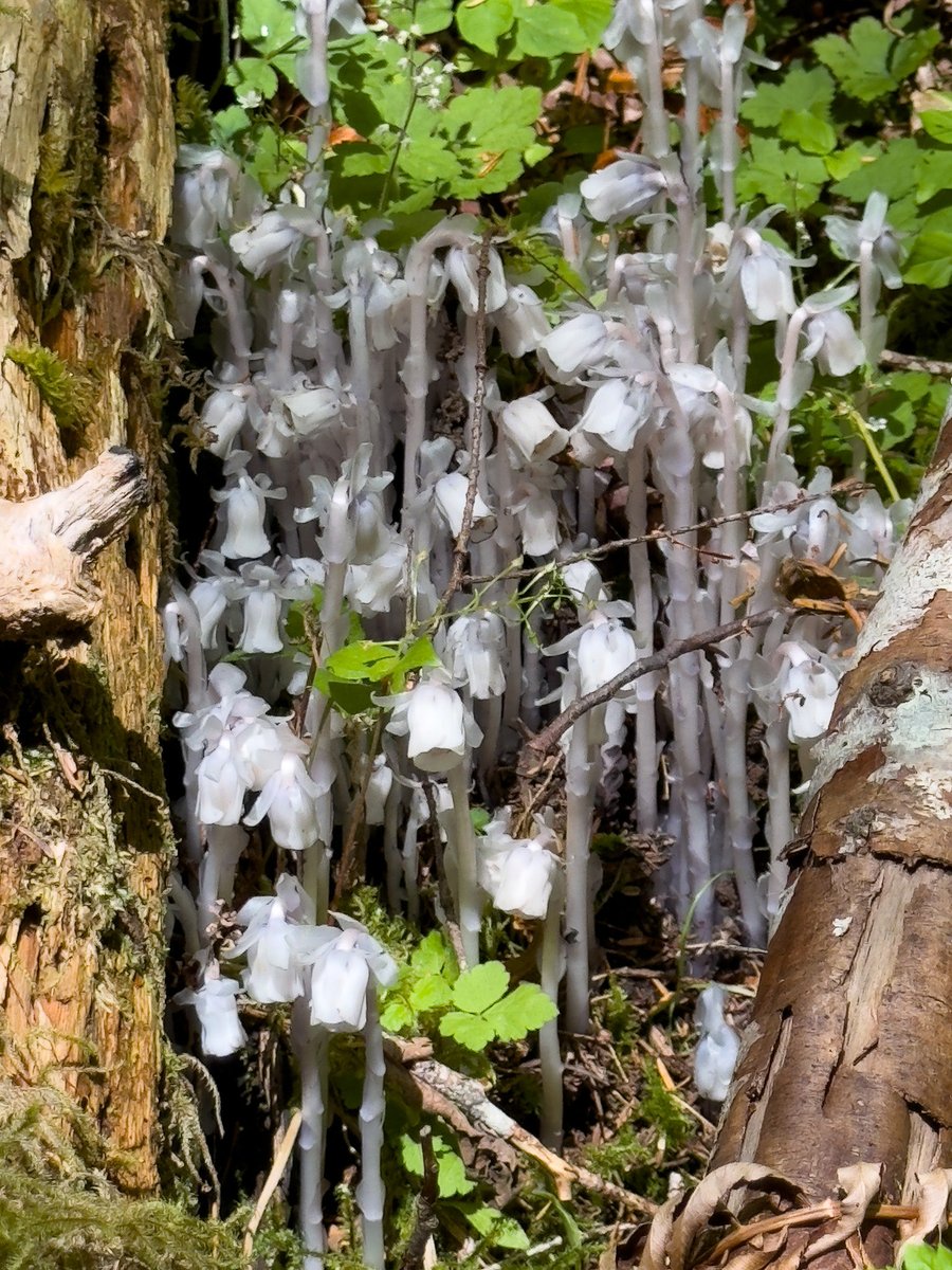 Gustavus_Carl's tweet photo. Ghost pipe bouquet https://t.co/lmbQneIaSm