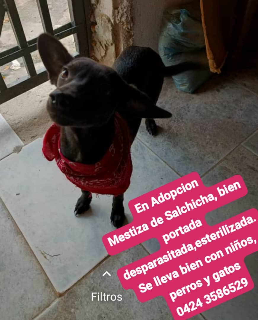 Adopción responsable 
Maracay Estado Aragua