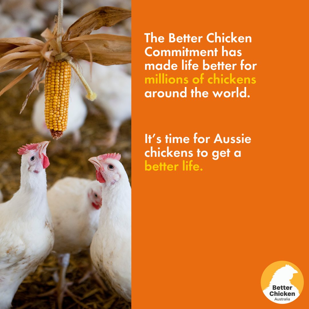 MoveTheWorldAU's tweet photo. We’ve joined forces with The @Alliance_AAFA  and @AnimalsAotearoa to make serious changes to the welfare of chickens bred for meat ✊🐤

Find out more about our work to protect chickens ➡️ https://t.co/2FqRn3tr72 https://t.co/NhQ7AaO0Gc