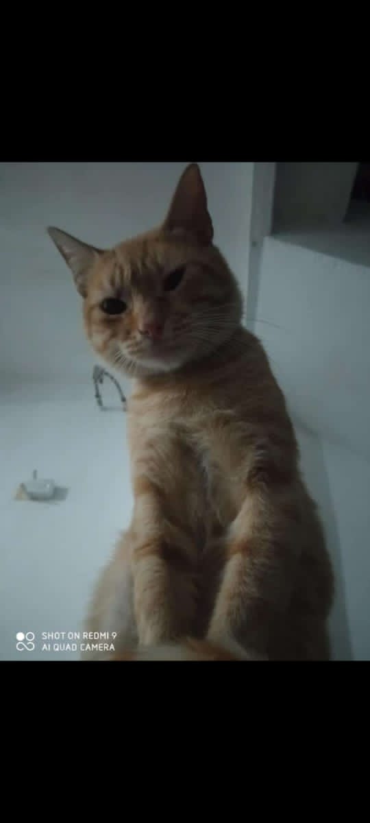 Difundo. Urgente. simba se perdió hacé tres días en Caracas cerca de la escuela Armando Reverón. Los jabillos en el CEMENTERIO. Contacto 04140266693. No maulla