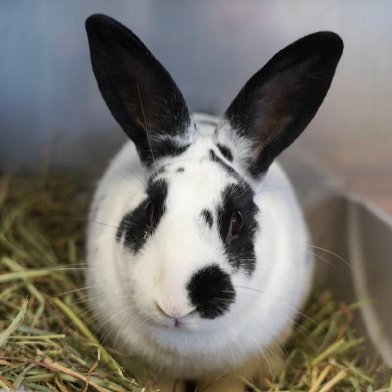 We have so many new bunnies who are looking for a home of their very own, or are in need of a foster home! 💖🐰 

Right now we have close to 70 rabbits in our care who are available for fostering or adoption. You can meet them all or sign up to foster at center.houserabbit.org