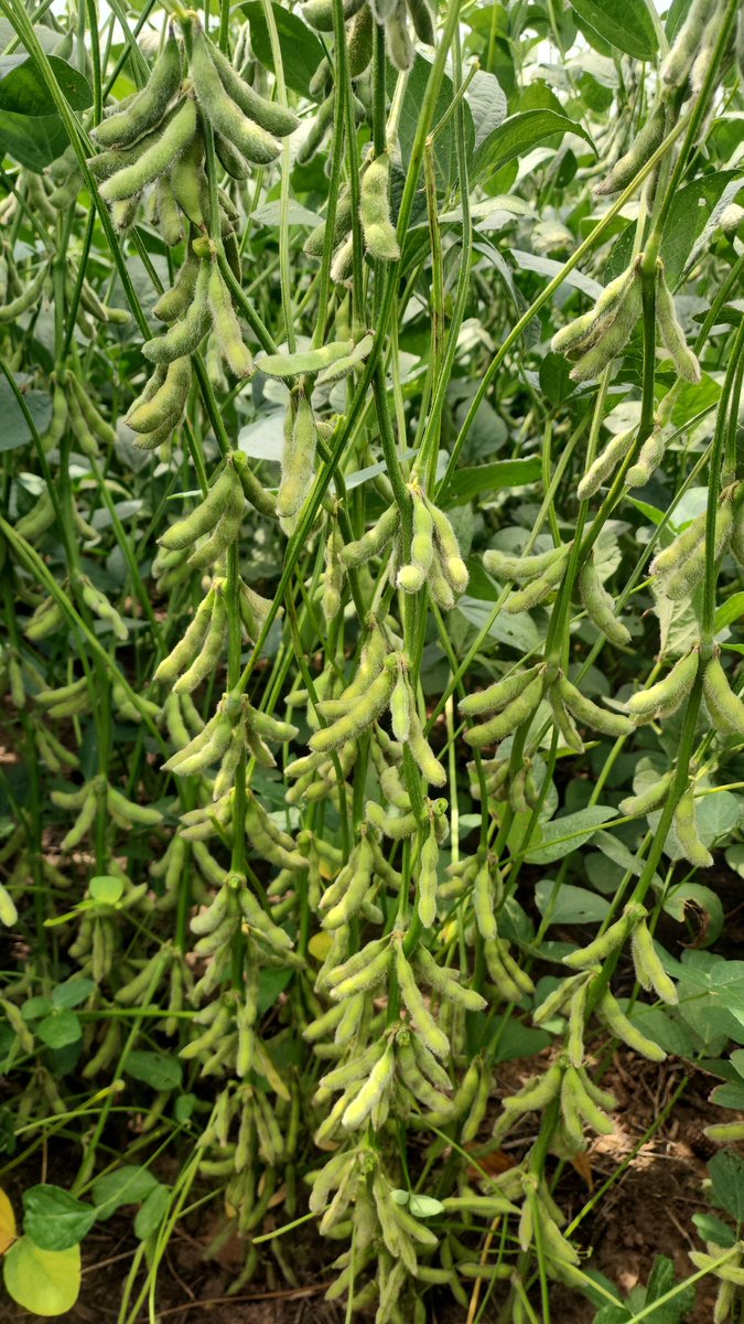 A good example of what we are looking for with soybeans. 20% of the pods have 4 beans, and there just may be a 5 in there. Average 4 pods per mainstem node. Planted at 110k, final stand around 95k. Grower did a great job.