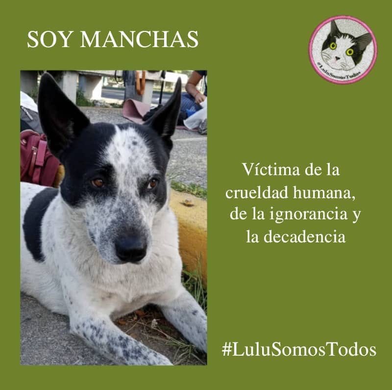 #3Ago #TWITTAZO #X SIN OLVIDO. Hay personas que se esfuerzan solo en hacer el mal. Ensañarse por el placer de hacerlo, merece el mismo trato; justo ahí entenderán el sufrimiento que causan. #DondeEstaManchas #LuluSomosTodos. #Justicia, #Respeto y #Vida