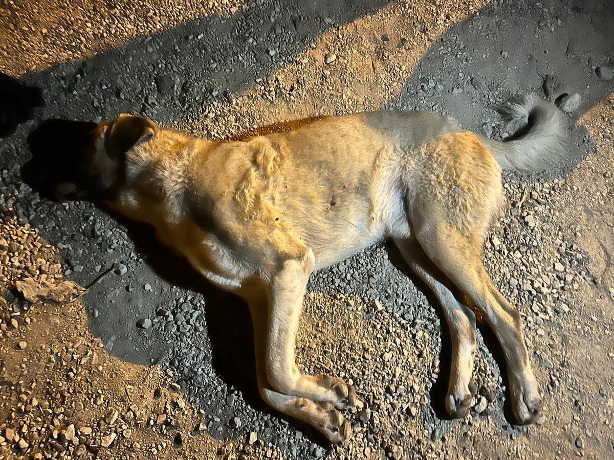 PhaedraXTeddy's tweet photo. 🇹🇷#Turkey🇹🇷
#HowItWASHowItIS💔
A law the people don't want  is destroying ancient Turkish culture. #DogCatMassacre was forced by fanatics onto all of #Turkey🇹🇷.
A #StrayDog ​​was shot and killed in #Adana #Ceyhan #Turkey
Hearing gunshots and motorcycle sounds, the volunteer goes outside and encounters the lifeless body of the dog.
The gendarmerie was informed. 
@TCAdanaValiligi
 find the killer.
#KatliamYasası
