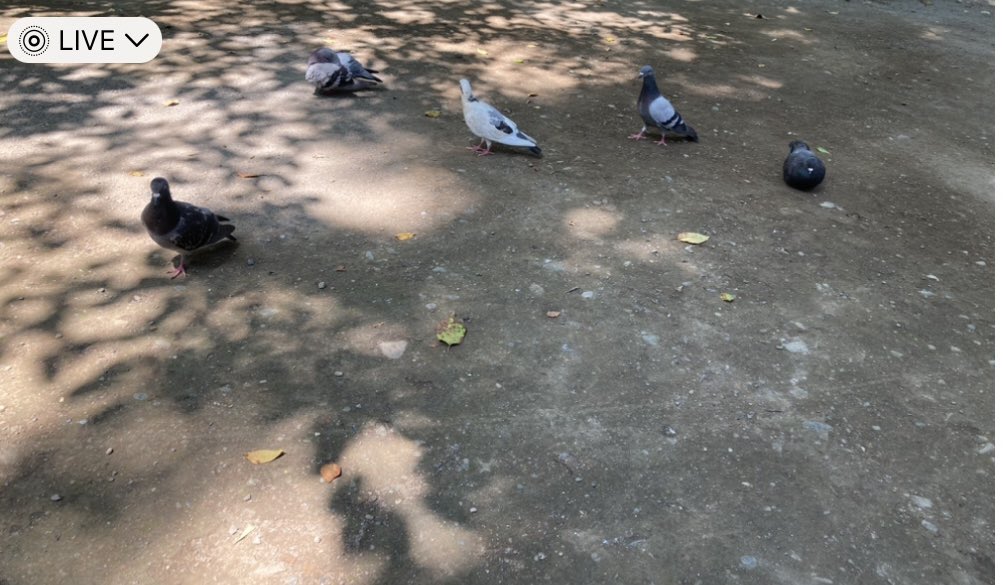 ujimaccha000's tweet photo. 鳩🕊️と涼む@公園⛲️ https://t.co/xRfkA7cUAq