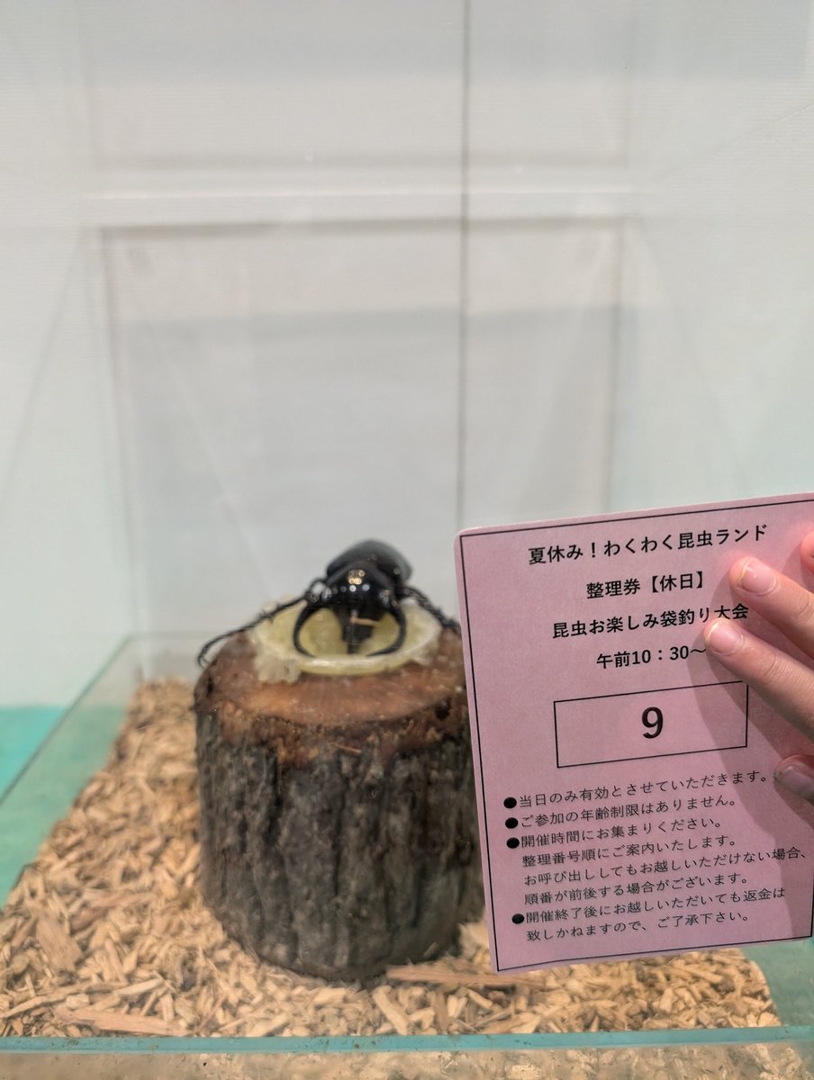 rangiku27's tweet photo. #イオンノリタケ
#ワクワク昆虫ランド https://t.co/R6LaD6X0cq