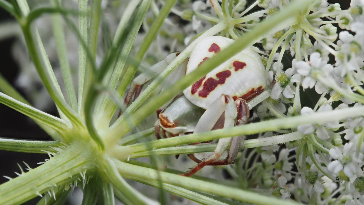 BugzRCool's tweet image. White-banded crab spider.