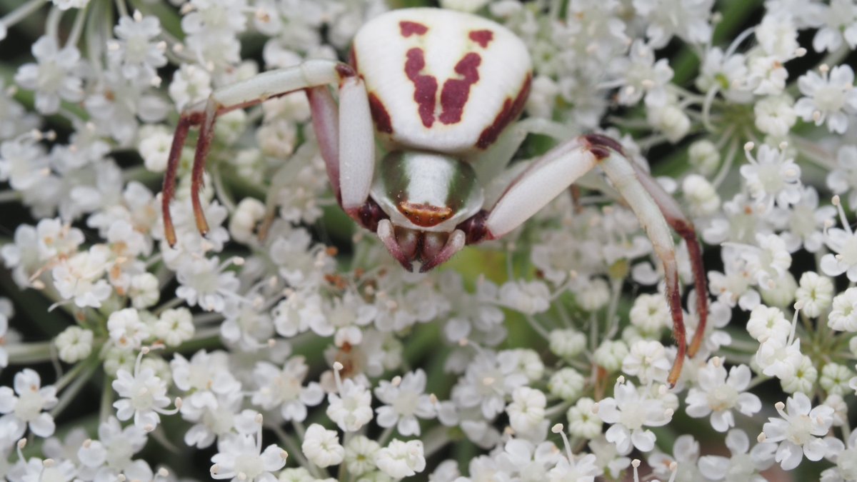 BugzRCool's tweet image. White-banded crab spider.
