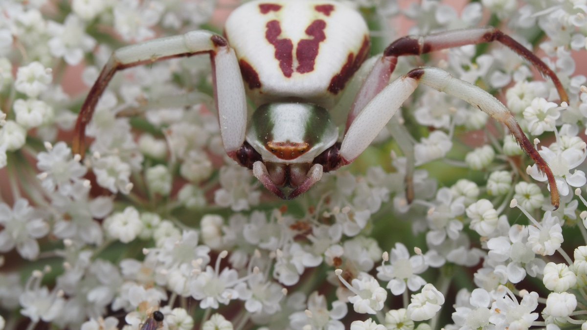 BugzRCool's tweet image. White-banded crab spider.