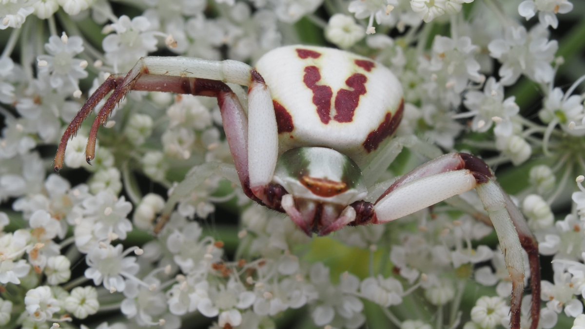 BugzRCool's tweet image. White-banded crab spider.