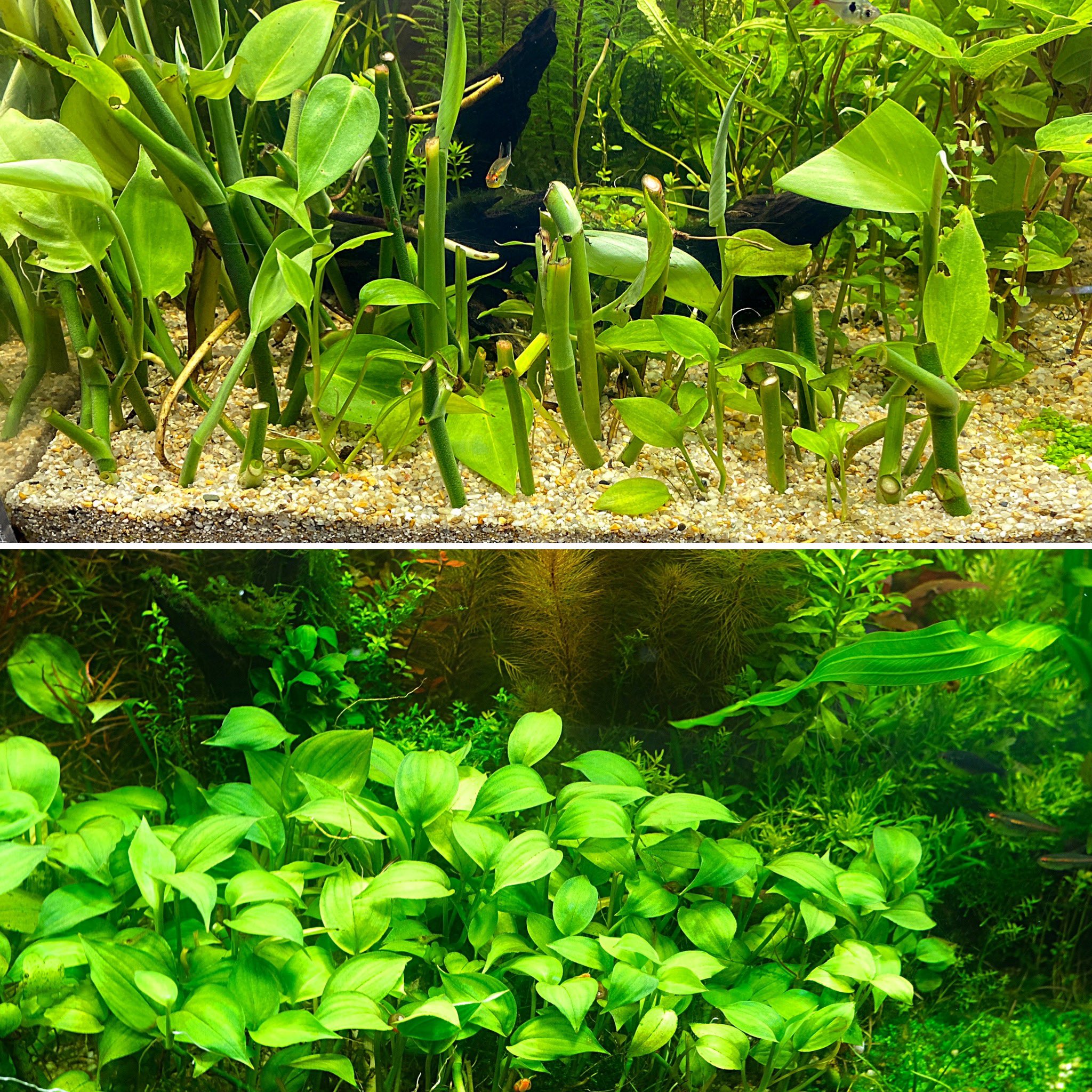 SONOアクアプランツファーム on X: 