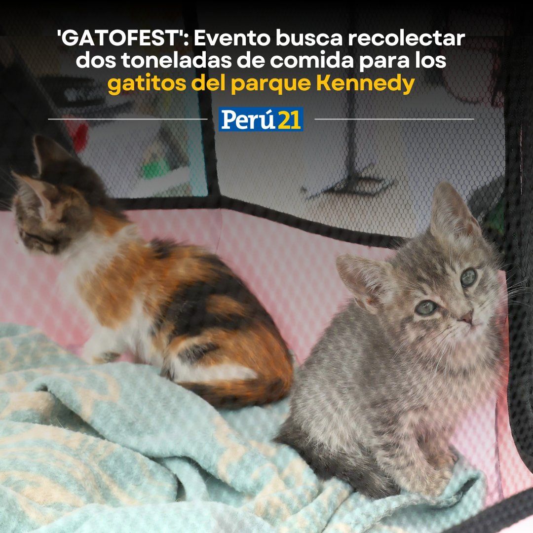 peru21noticias's tweet photo. Hasta mañana domingo 4 de agosto 🧐

🐱❤️Todos los detalles sobre este evento aquí: https://t.co/d6AOjjHyqH https://t.co/sgpnOaSV6n