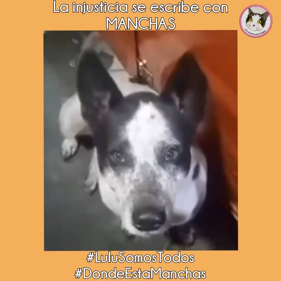 #3Ago #TWITTAZO #X SIN OLVIDO. #DondeEstaManchas. #BusquenAManchas.
#LuluSomosTodos, la #Justicia sigue en deuda...