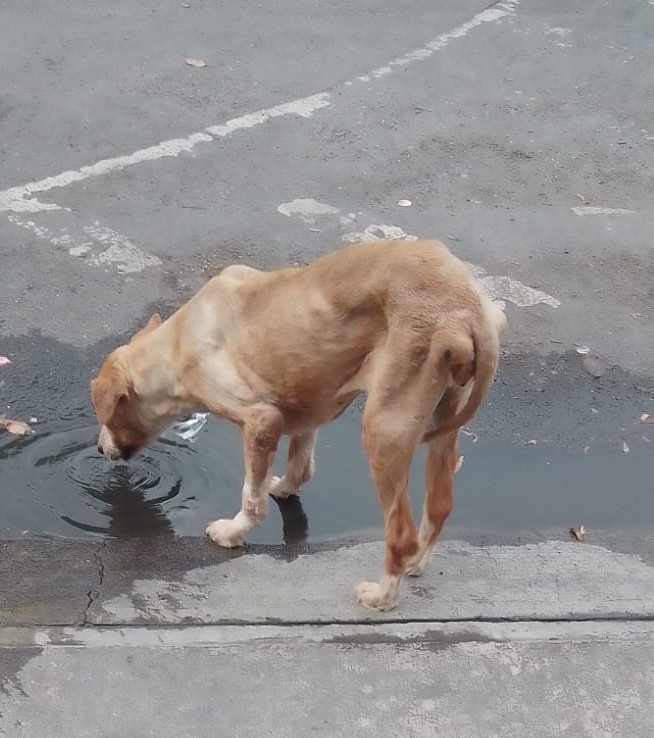 😱 Aiuuda 🌟Estrella llegó esta tarde a la col. Guerrero,  escapando de la crueldad y el abandono. Tomó agua de un charco, moría de sed. La están resguardando sólo 2 dias o la van a soltar. ¡Oh, nooo🥺🙏🏽RT. Info:5528602918 <a href="/elwarpig/">WARpig</a> <a href="/genarolozano/">Genaro Lozano 🌈</a> <a href="/TapiaFernanda/">Fernanda Tapia‏</a> <a href="/delfinagomeza/">Delfina Gómez A.</a>