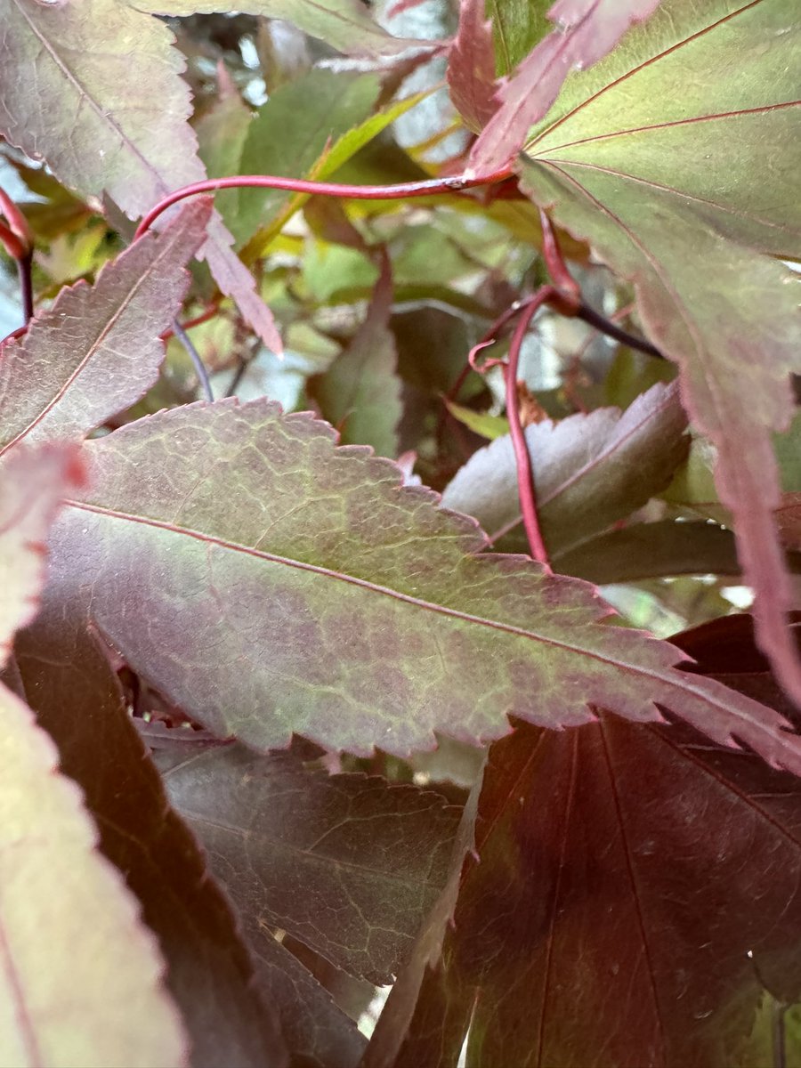 Kyle_T_Davis's tweet photo. #augustphotochallenge
I am a leaf on the wind! https://t.co/9Sk2lO2db2