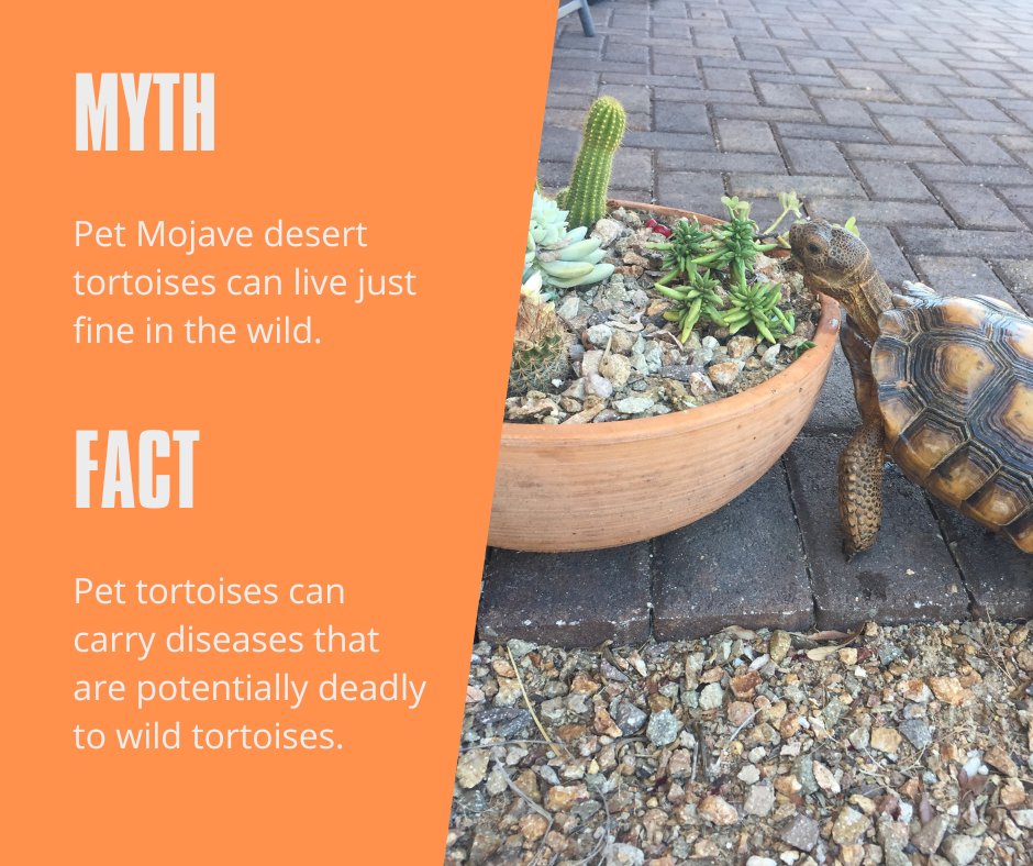 Tortoise_Group's tweet photo. Keep captive tortoises captive. Keep wild tortoises wild. https://t.co/ZkPYn98ubv #deserttortoises #nevada https://t.co/pPBPbuEAfH