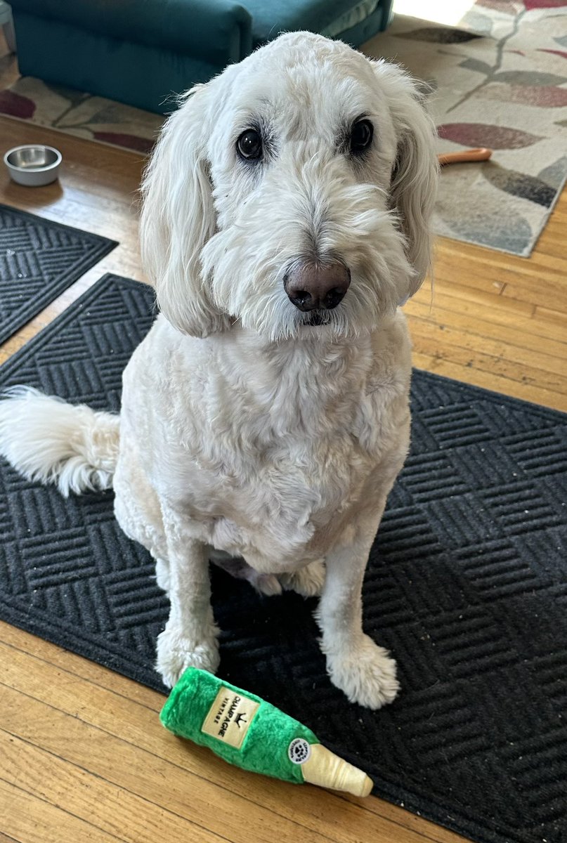 GuineyHeather's tweet photo. @FeltonR Mine looked so much like
 him as a puppy &amp; 10 years later he’s a lot bigger!  Grew so fast the fist year,  but still sweet🩷 https://t.co/bIRuBah18b