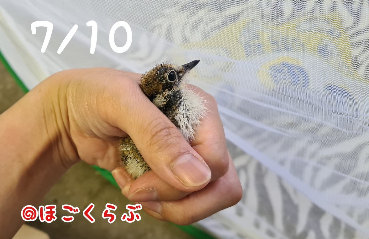 NPOhogoclub's tweet photo. #誤認保護 でやってきた #コチドリ たち昨日無事 #放鳥 となりました！
持ち込まれた日はこんなに小さかったのにあっという間に大きくなりました💨
どうにか頑張って生きていってくれますように、、(-人-)
#ほごくらぶ #野鳥 #傷病鳥 #市川市 https://t.co/I7fFvFSR0i