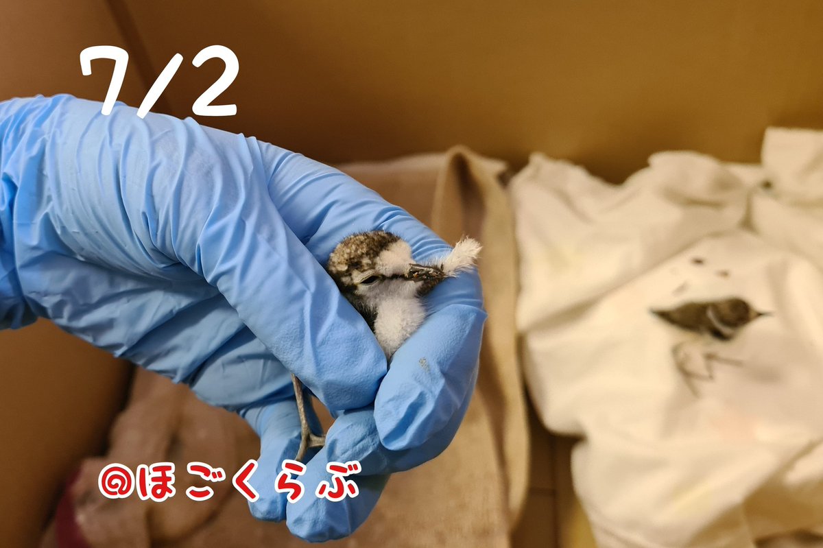 NPOhogoclub's tweet photo. #誤認保護 でやってきた #コチドリ たち昨日無事 #放鳥 となりました！
持ち込まれた日はこんなに小さかったのにあっという間に大きくなりました💨
どうにか頑張って生きていってくれますように、、(-人-)
#ほごくらぶ #野鳥 #傷病鳥 #市川市 https://t.co/I7fFvFSR0i