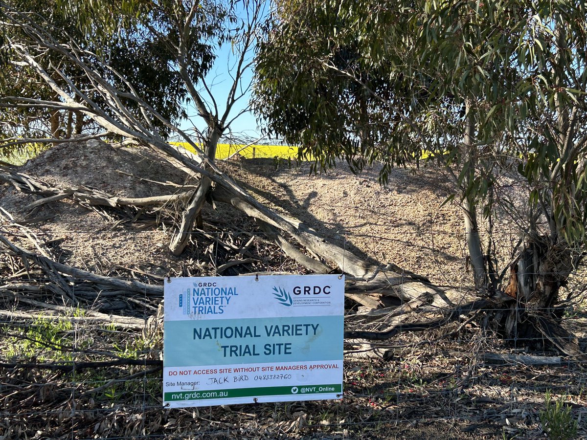 Justin Kudnig (@captaincanola) on Twitter photo 2024 Cascade WA NVT <a href="/theGRDC/">GRDC</a> <a href="/GRDC_NVT/">GRDC National Variety Trials (NVT)</a> GLY Trial looking quite good. Nice growth on some hybrids with some in full bloom. <a href="/GRDCWest/">GRDC West</a> <a href="/PacificSeeds/">Pacific Seeds</a> #Hyola Regiment XC holding its own nicely here !! 💪 <a href="/AgingAgro/">Andrew Heinrich</a> <a href="/Ella201093/">Ella McDonald</a> <a href="/hurgl1/">Tim Wilmshurst</a> <a href="/danrollsroyce/">Dan Rolls</a> <a href="/schilgee/">iKarl iSchilg</a> #Weekendinspections 2024 Cascade WA NVT <a href="/theGRDC/">GRDC</a> <a href="/GRDC_NVT/">GRDC National Variety Trials (NVT)</a> GLY Trial looking quite good. Nice growth on some hybrids with some in full bloom. <a href="/GRDCWest/">GRDC West</a> <a href="/PacificSeeds/">Pacific Seeds</a> #Hyola Regiment XC holding its own nicely here !! 💪 <a href="/AgingAgro/">Andrew Heinrich</a> <a href="/Ella201093/">Ella McDonald</a> <a href="/hurgl1/">Tim Wilmshurst</a> <a href="/danrollsroyce/">Dan Rolls</a> <a href="/schilgee/">iKarl iSchilg</a> #Weekendinspections