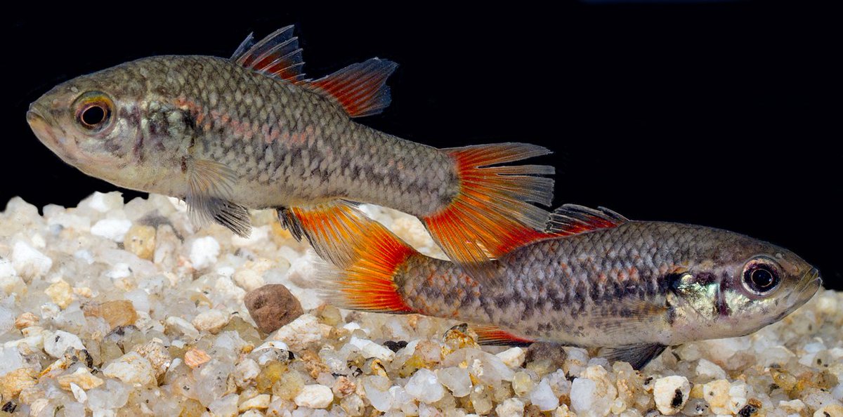 BlackheathWx's tweet image. If anyone in the Sydney/Blue Mountains region is reading this and is a keeper/breeder of Southern Pygmy Perch - please contact me if you want to sell any. ✌️