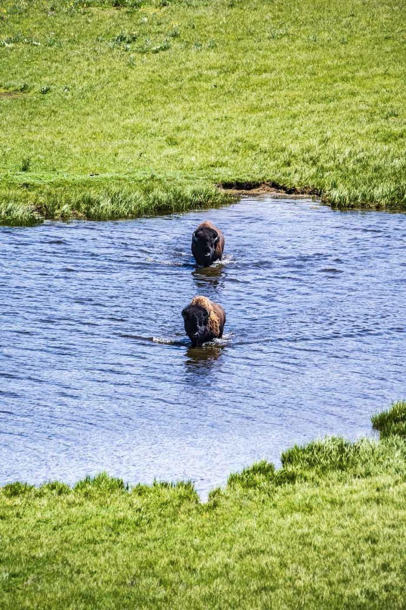 Brian Akerson (@brianakerson) on Twitter photo A little <a href="/YellowstoneNPS/">Yellowstone National Park</a> action from a couple of weeks ago. I just had to get my cliche bison photo.
<a href="/NikonUSA/">NikonUSA</a> Z9, FTZ, 200-500mm f/5.6 and onto @LexarMemory CFx. Post in <a href="/Adobe/">Adobe</a> <a href="/Lightroom/">Adobe Lightroom</a> with <a href="/BenQAmerica/">BenQ North America</a> SW321C displays calibrated by @CalibriteColor. A little <a href="/YellowstoneNPS/">Yellowstone National Park</a> action from a couple of weeks ago. I just had to get my cliche bison photo.
<a href="/NikonUSA/">NikonUSA</a> Z9, FTZ, 200-500mm f/5.6 and onto @LexarMemory CFx. Post in <a href="/Adobe/">Adobe</a> <a href="/Lightroom/">Adobe Lightroom</a> with <a href="/BenQAmerica/">BenQ North America</a> SW321C displays calibrated by @CalibriteColor.
