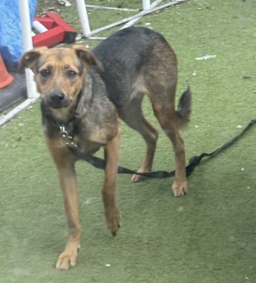 rosiedoc666's tweet photo. TAMI missing when she left fosters garden #OX12 SOUTH EAST 4/8/24
Female/young adult #Crossbreed tan&black
Chipped/Spayed
https://t.co/Bj3vJ4pFZP
@JacquiSaid @thedogfinder @juliagarland73 @BitofDecorum @alid2912 https://t.co/gnYSYQUa0a