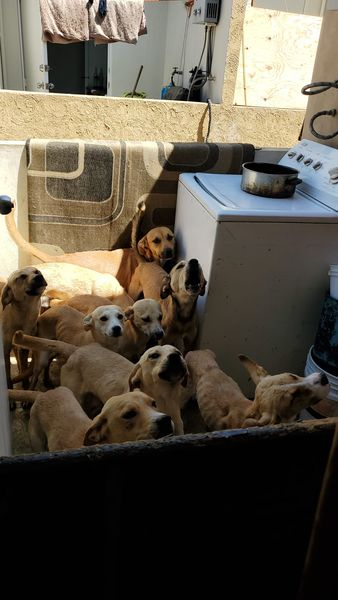 Obed_SiToo's tweet photo. "Tener demasiados perros en un solo lugar no es bueno ni para ellos ni para nosotros La sobrepoblación causa estrés, enfermedades y falta de recursos. Es crucial promover la adopción responsable y el control de la población animal. #AdopciónResponsable #CuidadoAnimal #Tijuana https://t.co/rgtJ9JcZt6