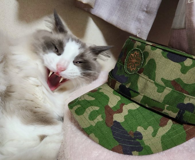 ナンナ と変なぼうし (ハリーポッターの新作) 